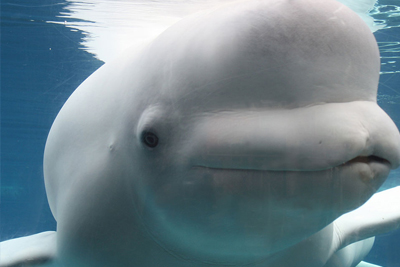 mysticaquarium